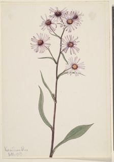 Showy Aster (Aster conspicuus), 1917. Creator: Mary Vaux Walcott