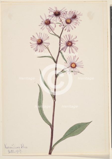 Showy Aster (Aster conspicuus), 1917. Creator: Mary Vaux Walcott.