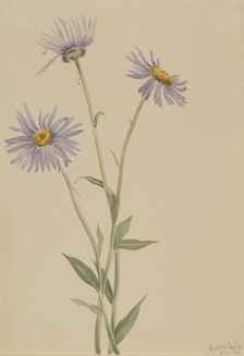 Showy Fleabane (Erigeron salsuginosus), 1902. Creator: Mary Vaux Walcott