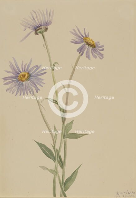 Showy Fleabane (Erigeron salsuginosus), 1902. Creator: Mary Vaux Walcott.