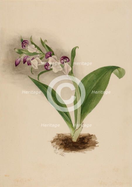 Showy Orchids (Orchis spectabilis), 1885. Creator: Mary Vaux Walcott.
