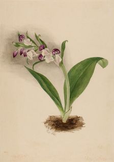 Showy Orchids (Orchis spectabilis), 1885. Creator: Mary Vaux Walcott