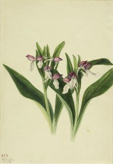Showy Orchis (Orchis spectabilis), 1926. Creator: Mary Vaux Walcott