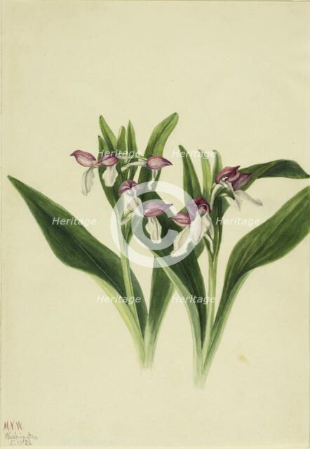 Showy Orchis (Orchis spectabilis), 1926. Creator: Mary Vaux Walcott.