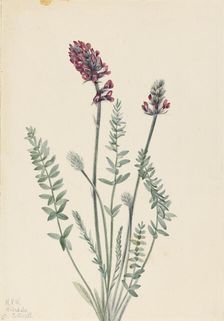 Showy Oxytrope (Oxytropis splendens), 1922. Creator: Mary Vaux Walcott