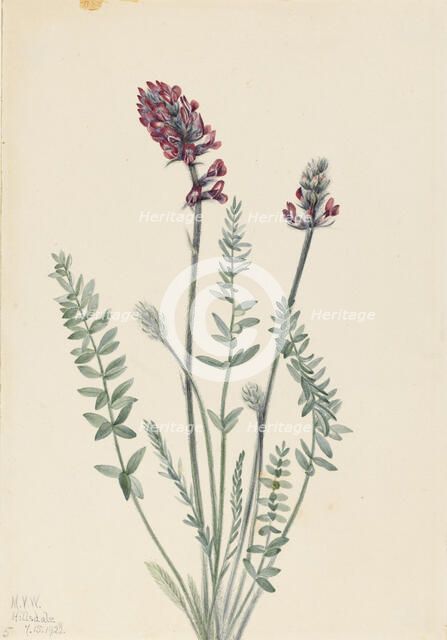 Showy Oxytrope (Oxytropis splendens), 1922. Creator: Mary Vaux Walcott.