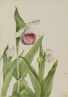 Showy Lady's Slipper (Cypripedium reginae), 1924. Creator: Mary Vaux Walcott