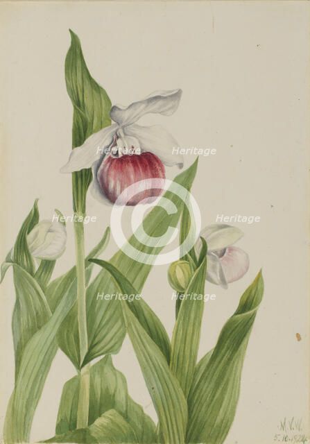 Showy Lady's Slipper (Cypripedium reginae), 1924. Creator: Mary Vaux Walcott.