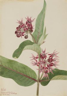 Showy Milkweed (Asclepias speciosa), 1923. Creator: Mary Vaux Walcott