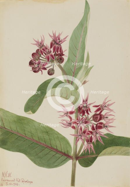Showy Milkweed (Asclepias speciosa), 1923. Creator: Mary Vaux Walcott.