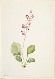 Showy Pyrolla (Pyrola asarifolia), ca. 1903. Creator: Mary Vaux Walcott