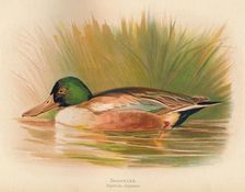 Shoveler (Spatula clypeata) 1900, (1900). Artist: Charles Whymper