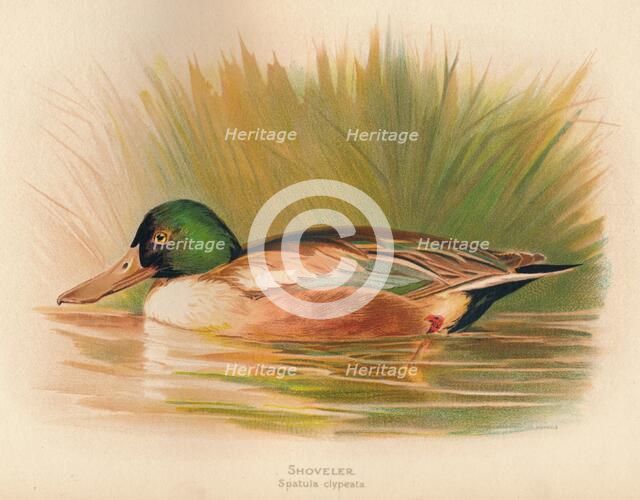 'Shoveler (Spatula clypeata)', 1900, (1900). Artist: Charles Whymper.