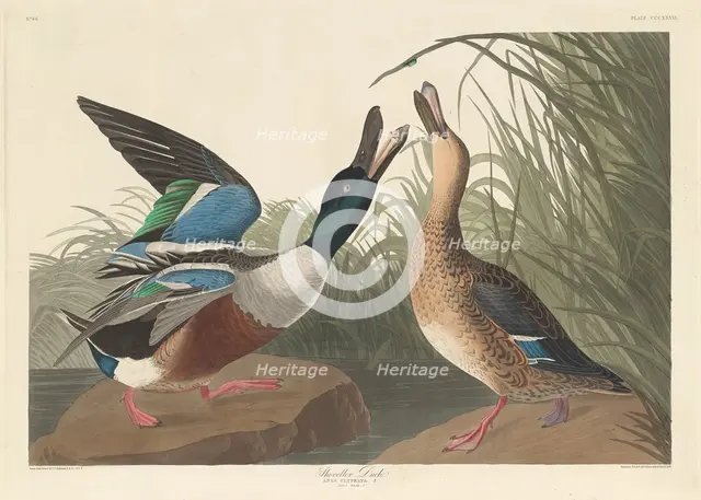 Shoveller Duck, 1836. Creator: Robert Havell.