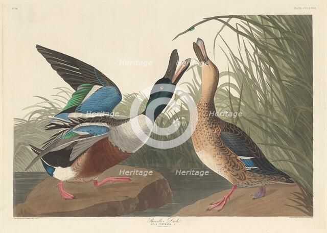 Shoveller Duck, 1836. Creator: Robert Havell.