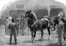 Show of the Shire Horse Society at the Agricultural Hall, Islington 1886. Creator: Unknown