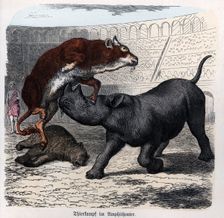 Show of fighting beasts in the Roman circus, engraving 1868