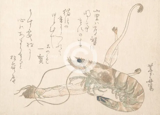 Shrimp and Udo Plant. Creator: Uematsu Toshu.