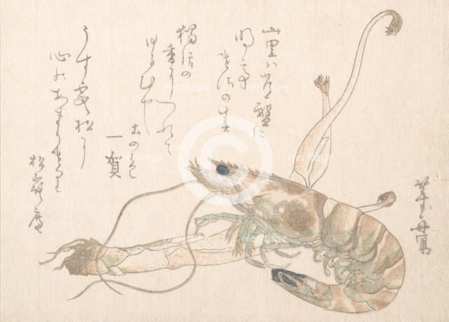 Shrimp and Udo Plant. Creator: Uematsu Toshu.