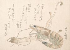 Shrimp and Udo Plant. Creator: Uematsu Toshu