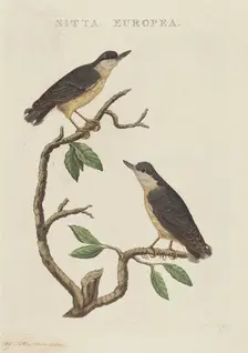 Sitta europea. Creator: Unknown