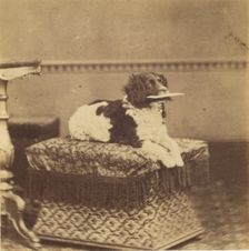 Sitting Dog with a Bundle in its Mouth, late 19th century. Creator: Unknown