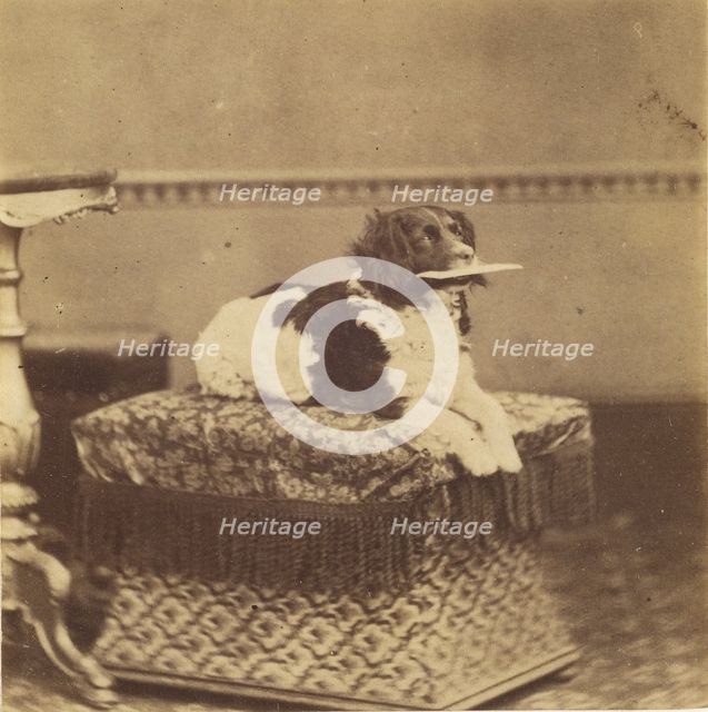 Sitting Dog with a Bundle in its Mouth, late 19th century. Creator: Unknown.