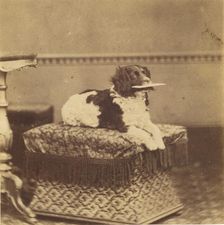 Sitting Dog with a Bundle in its Mouth, late 19th century. Creator: Unknown