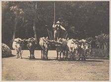 Six Oxen Team with their Driver, c. 1853. Creator: Olympe Aguado (French, 1827-1894)