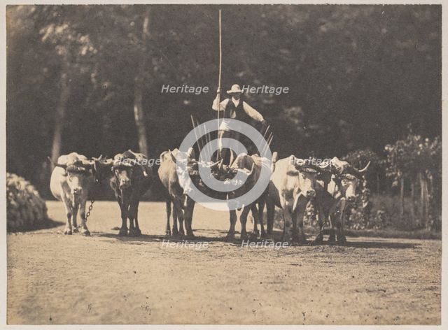 Six Oxen Team with their Driver, c. 1853. Creator: Olympe Aguado (French, 1827-1894).
