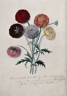 Six cut Ranunculus flowers: double-flowered varieties with leaves. Creator: Mrs Montgomery