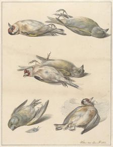 Six dead birds, 1803. Creator: Willem van Leen