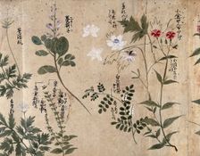 Six flowering plants, one possibly a pink (Dianthus species) and one an Anthriscus species, 1870. Creator: Unknown