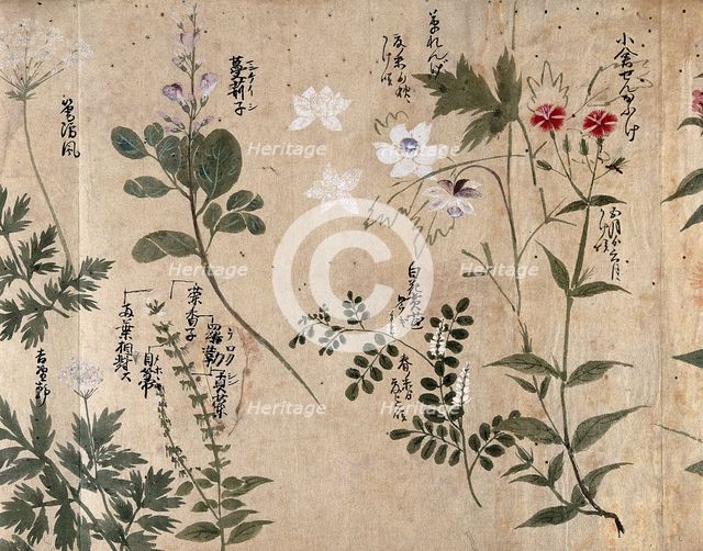 Six flowering plants, one possibly a pink (Dianthus species) and one an Anthriscus species, 1870. Creator: Unknown.