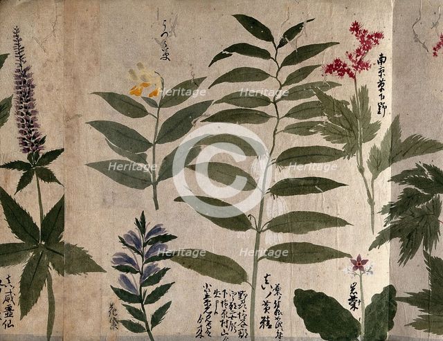 Six flowering plants, possibly including species of Filipendula and Polygonatum, 1870. Creator: Unknown.