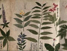 Six flowering plants, possibly including species of Filipendula and Polygonatum, 1870. Creator: Unknown