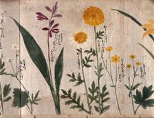 Six flowering plants, two possibly marigolds, 1870. Creator: Unknown