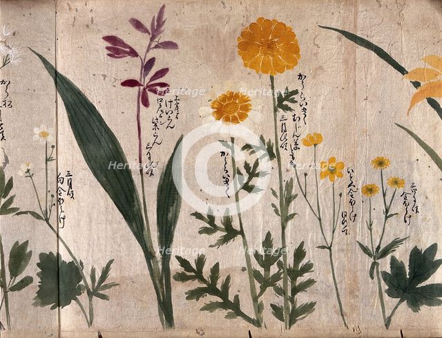 Six flowering plants, two possibly marigolds, 1870. Creator: Unknown.