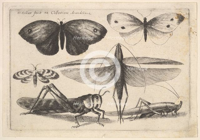 Six insects, 1646. Creator: Wenceslaus Hollar.
