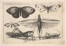 Six insects, 1646. Creator: Wenceslaus Hollar