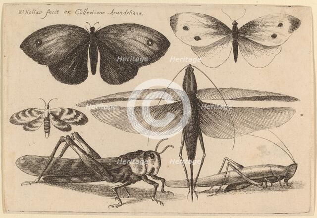 Six Insects, 1646. Creator: Wenceslaus Hollar.