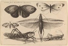 Six Insects, 1646. Creator: Wenceslaus Hollar