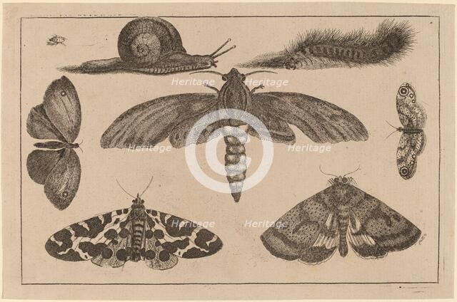 Six Insects, a Caterpillar, and a Snail. Creator: Wenceslaus Hollar.