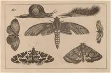 Six Insects, a Caterpillar, and a Snail. Creator: Wenceslaus Hollar