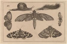 Six Insects, a Caterpillar, and a Snail. Creator: Wenceslaus Hollar