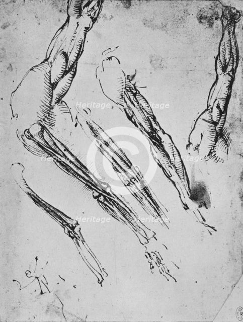 'Six Studies of an Arm Showing in Three Cases the Bones', c1480 (1945). Artist: Leonardo da Vinci.