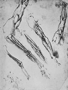 Six Studies of an Arm Showing in Three Cases the Bones c1480 (1945). Artist: Leonardo da Vinci