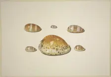 Six shells, including a large yellow one, 17th century. Creator: D Hogh