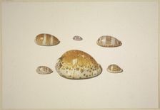 Six shells, including a large yellow one, 17th century. Creator: D Hogh