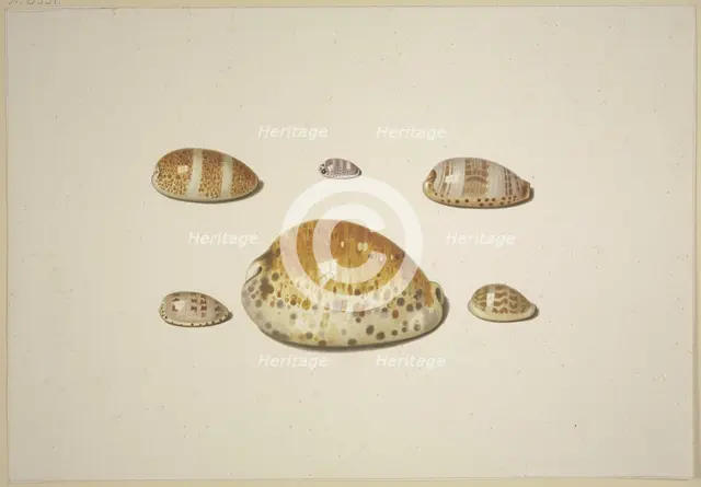 Six shells, including a large yellow one, 17th century. Creator: D Hogh.